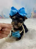 Teacup Melody-Joy, a female Yorkshire Terrier for sale in Stantonville, TN – Photo 7 of 10