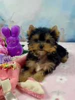 Teacup Melody-Joy, a female Yorkshire Terrier for sale in Stantonville, TN – Photo 4 of 10