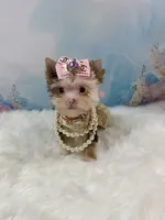 Micro Hippie Mae, a female Yorkshire Terrier for sale in Stantonville, TN – 4 of 10