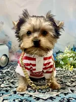 Maverick , a male Yorkshire Terrier for sale in Stantonville, TN – 10 of 10