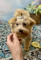 Scooter Blonde, a male Yorkshire Terrier and Poodle - Toy  for sale in Stantonville, TN – 9 of 10
