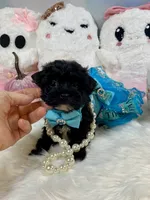 Lil’ Lulu, a female Yorkshire Terrier for sale in Stantonville, TN – 9 of 10