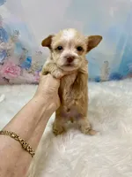 Pound Cake Chocolate/Blonde Teacup , a male Yorkshire Terrier for sale in Stantonville, TN – 9 of 10