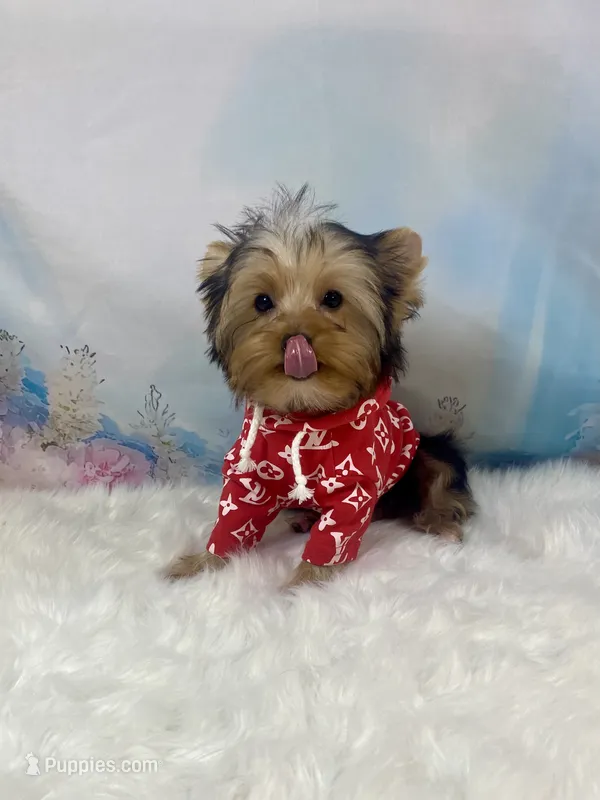 Maverick  – Yorkshire Terrier puppy for sale in Stantonville, TN