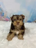 “CHIP” Chocolate, a male Yorkshire Terrier for sale in Stantonville, TN – 8 of 10