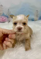 Pound Cake Chocolate/Blonde Teacup , a male Yorkshire Terrier for sale in Stantonville, TN – 3 of 10