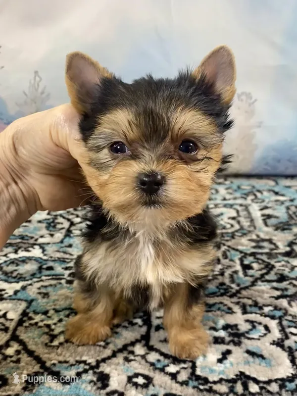 Tiny Teacup Ruger – Yorkshire Terrier puppy for sale in Stantonville, TN