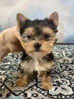 Tiny Teacup Ruger, a male Yorkshire Terrier for sale in Stantonville, TN – 1 of 10