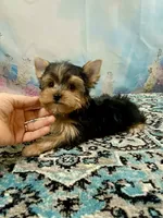 Maverick , a male Yorkshire Terrier for sale in Stantonville, TN – 6 of 10