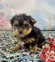 Teacup Lil’ Cosmo, a male Yorkshire Terrier for sale in Stantonville, TN – 2 of 10