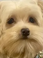 Scooter Blonde, a male Yorkshire Terrier and Poodle - Toy  for sale in Stantonville, TN – 10 of 10