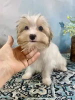 Razi Extreme White Chocolate Parti ee-clearcoat, a male Yorkshire Terrier for sale in Stantonville, TN – 2 of 10