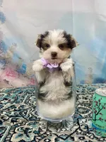 Twiggy, a female Yorkshire Terrier for sale in Stantonville, TN – 6 of 6