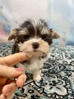 Lux, a male Yorkshire Terrier for sale in Stantonville, TN – 7 of 9