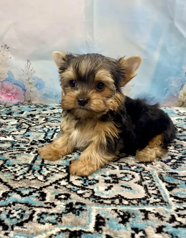 McGuire  – Yorkshire Terrier puppy for sale in Stantonville, TN