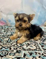 McGuire , a male Yorkshire Terrier for sale in Stantonville, TN – 1 of 8