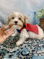 Razi Extreme White Chocolate Parti ee-clearcoat, a male Yorkshire Terrier for sale in Stantonville, TN – 5 of 10