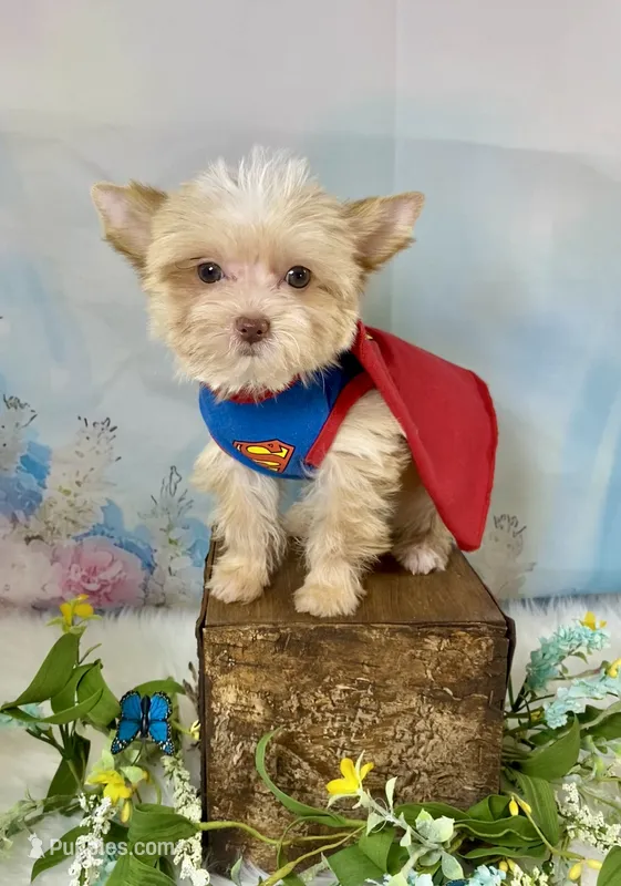Pound Cake Chocolate/Blonde Teacup  – Yorkshire Terrier puppy for sale in Stantonville, TN