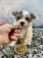 Teacup “Whisper” Merle Parti Yorkie , a male Yorkshire Terrier for sale in Stantonville, TN – 2 of 10