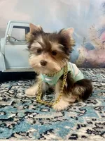 Hugo Chocolate Parti, a male Yorkshire Terrier for sale in Stantonville, TN – 7 of 10