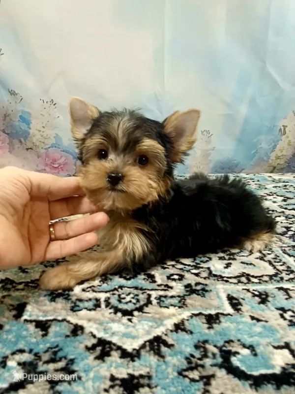 Maverick  – Yorkshire Terrier puppy for sale in Stantonville, TN