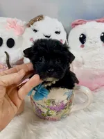 Lil’ Lulu, a female Yorkshire Terrier for sale in Stantonville, TN – 4 of 10