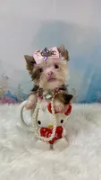 Micro Hippie Mae, a female Yorkshire Terrier for sale in Stantonville, TN – 3 of 10