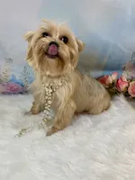 Whinnie, a female Yorkshire Terrier for sale in Stantonville, TN – 4 of 10
