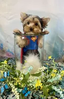 McGuire , a male Yorkshire Terrier for sale in Stantonville, TN – 4 of 10