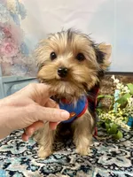 McGuire , a male Yorkshire Terrier for sale in Stantonville, TN – 6 of 10