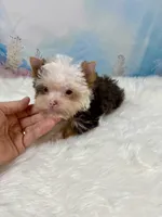 Micro Hippie Mae, a female Yorkshire Terrier for sale in Stantonville, TN – 8 of 10