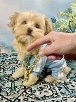 Scooter Blonde, a male Yorkshire Terrier and Poodle - Toy  for sale in Stantonville, TN – 4 of 10