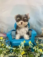 Lux Chocolate Parti, a male Yorkshire Terrier for sale in Stantonville, TN – 8 of 10