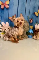 Willy Wonka of the Chocolate Factory , a male Yorkshire Terrier for sale in Stantonville, TN – Photo 5 of 5