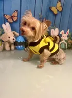 Willy Wonka of the Chocolate Factory , a male Yorkshire Terrier for sale in Stantonville, TN – Photo 3 of 5