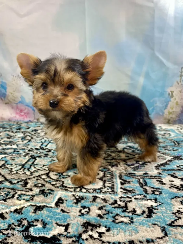 Mackey – Yorkshire Terrier puppy for sale in Stantonville, TN
