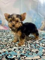Mackey, a male Yorkshire Terrier for sale in Stantonville, TN – 1 of 7