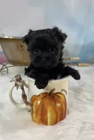 Micro Lil’ Louie V, a male Yorkshire Terrier for sale in Stantonville, TN – 4 of 10