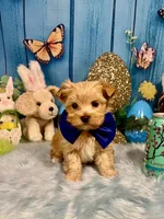 Scooter , a male Yorkshire Terrier and Poodle - Toy  for sale in Stantonville, TN – 8 of 8