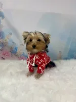 Maverick , a male Yorkshire Terrier for sale in Stantonville, TN – 5 of 10
