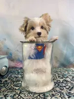 Razi Extreme White Chocolate Parti ee-clearcoat, a male Yorkshire Terrier for sale in Stantonville, TN – 7 of 10