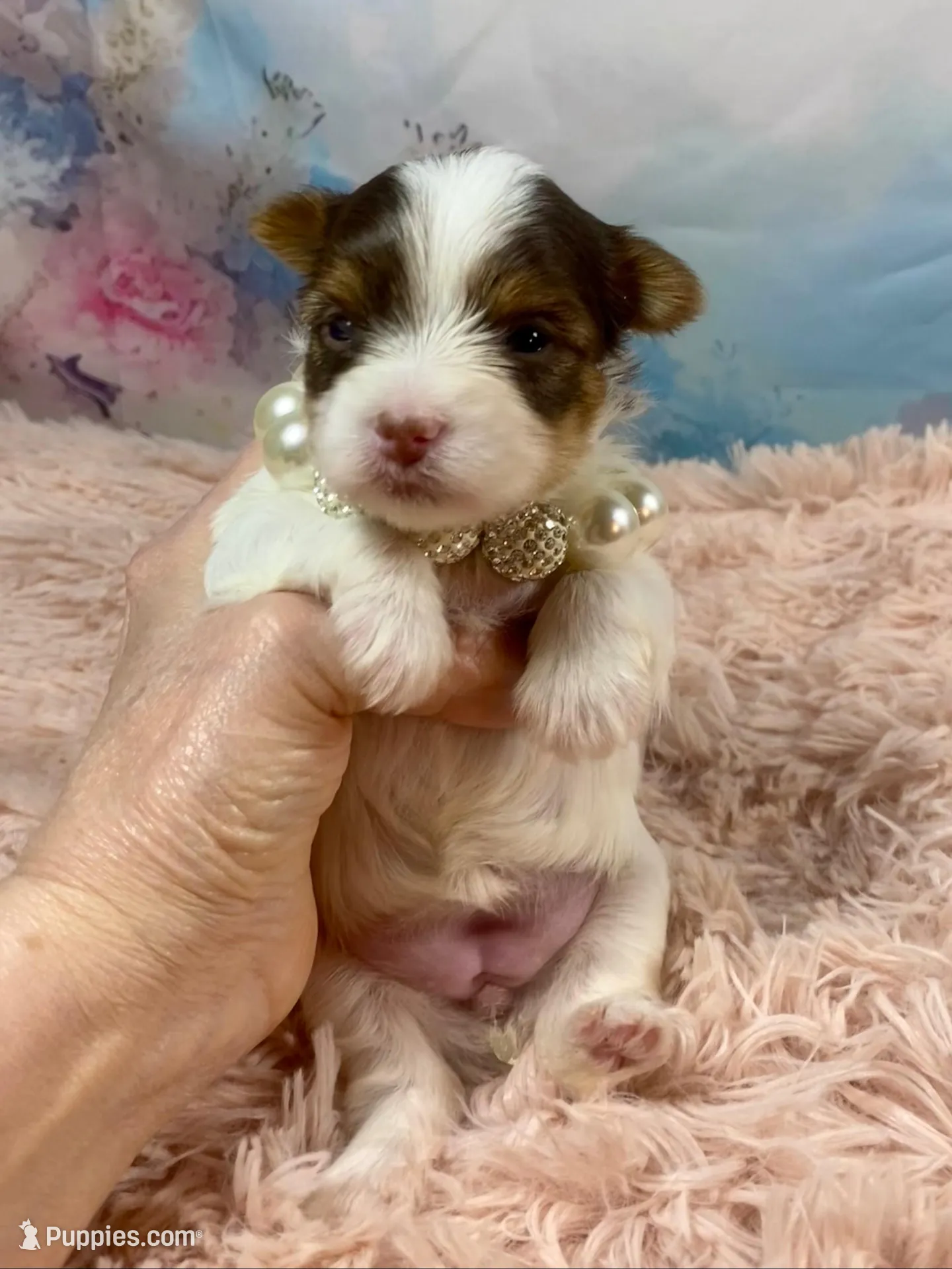 Teacup Zoey – Yorkshire Terrier puppy for sale in Stantonville, TN