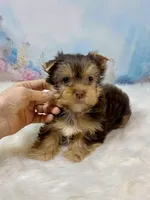 “CHIP” Chocolate, a male Yorkshire Terrier for sale in Stantonville, TN – 3 of 10
