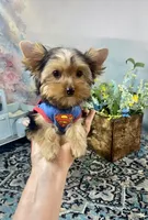 McGuire , a male Yorkshire Terrier for sale in Stantonville, TN – 7 of 10