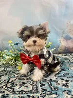 Lux Chocolate Parti, a male Yorkshire Terrier for sale in Stantonville, TN – 4 of 10