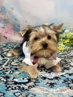 Mackey, a male Yorkshire Terrier for sale in Stantonville, TN – 5 of 10