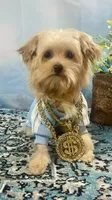 Scooter Blonde, a male Yorkshire Terrier and Poodle - Toy  for sale in Stantonville, TN – 2 of 10