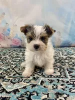 Teacup “Whisper” Merle Parti Yorkie , a male Yorkshire Terrier for sale in Stantonville, TN – 4 of 10