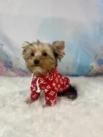 Maverick , a male Yorkshire Terrier for sale in Stantonville, TN – 7 of 10