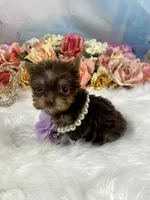 Tiny Micro Willow Rose Yummy Chocolate , a female Yorkshire Terrier for sale in Stantonville, TN – 5 of 10